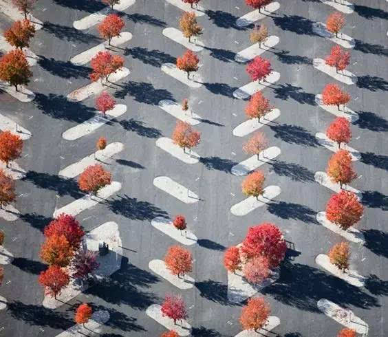 146945782721292102
